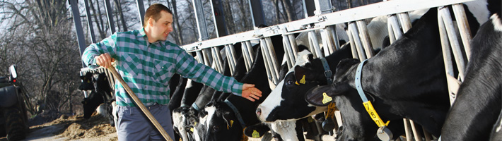 Mann im karierten Hemd füttert Milchkühe am Fressgitter im Stall – Motiv für Landwirtschaft und Rinderhaltung