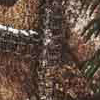 realtree edge